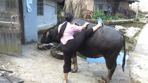 小纯放牛王出来，要骑到牛的背上时，牛的反应让人好尴尬啊