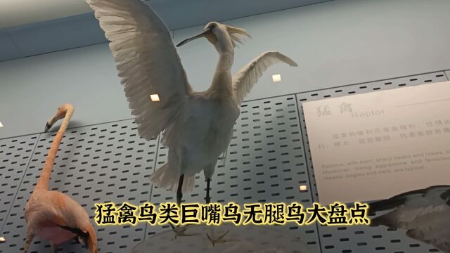 猛禽鸟类巨嘴鸟无腿鸟老鹰大盘点