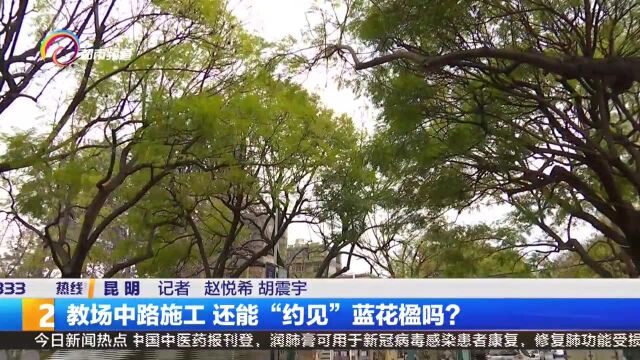 教场中路施工 还能“约见”蓝花楹吗?