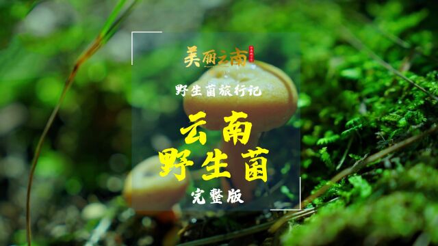 野生菌旅行记——云南美物:云南野生菌(完整版) |《美丽云南》(第三季)