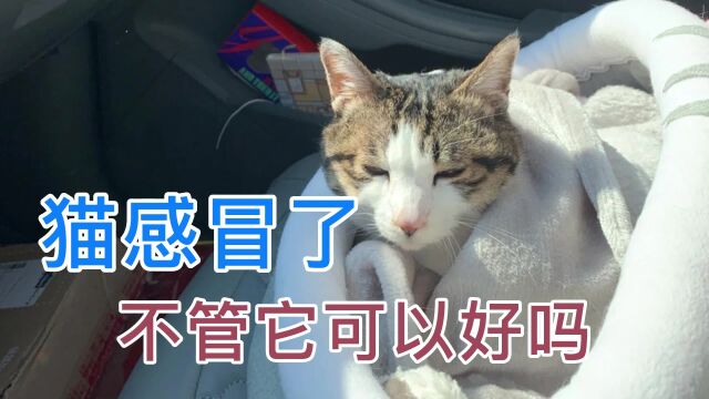 猫感冒了不管它可以好吗