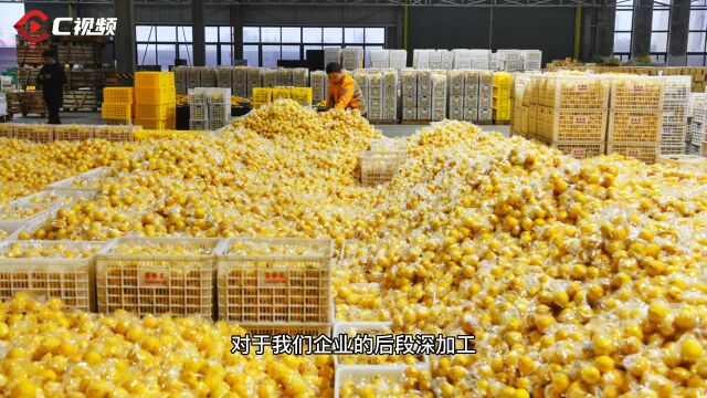 走进区域看发展|C视频⑥ 探访潼南柠檬精深加工生产线 如何将一个柠檬“吃干榨净”