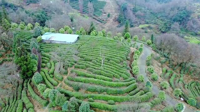 有缘友聚同城都江堰站青城山道茶观光园#有缘友聚