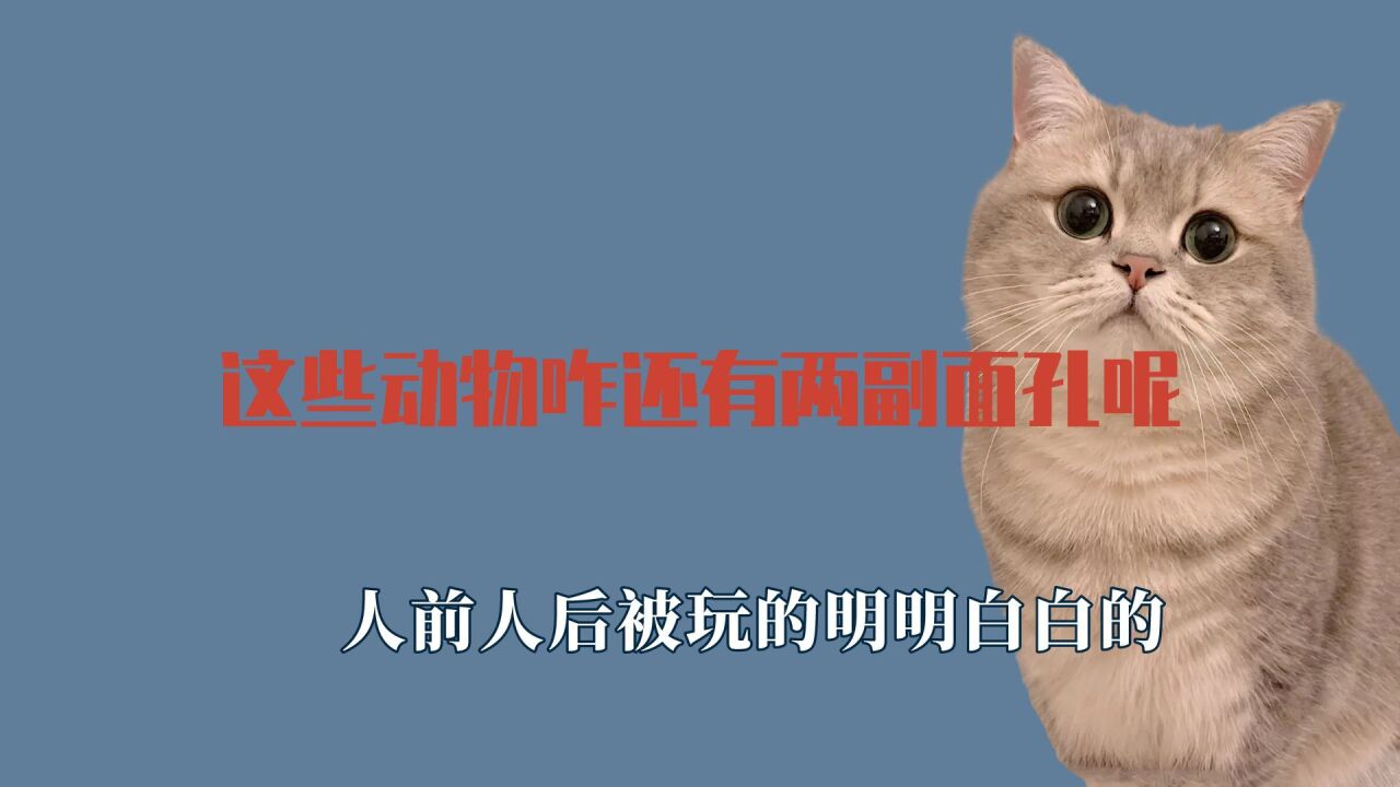 这些动物咋还有两副面孔呢?人前人后被玩的明明白白的,瞬间变脸