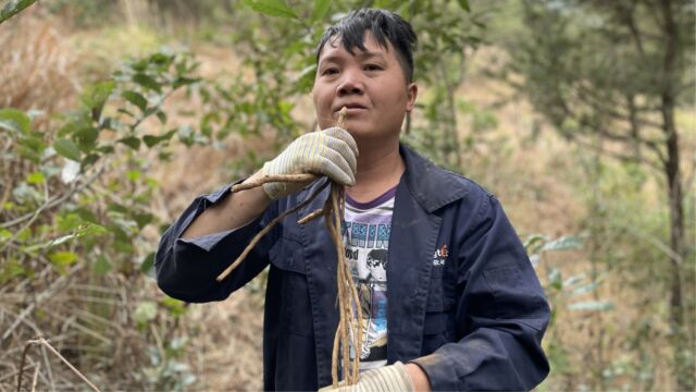 春后这种食材都长成胡须了,你知道是什么吃了吗?