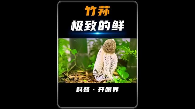 被人们称为“雪裙仙子”的竹荪你见过吗