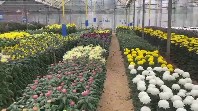 花博会 | 上千个菊花新品,抓紧来赏!