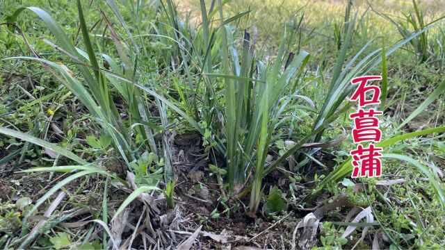 80后小伙靠种植这种不起眼的石菖蒲,3年收入320万,真羡慕