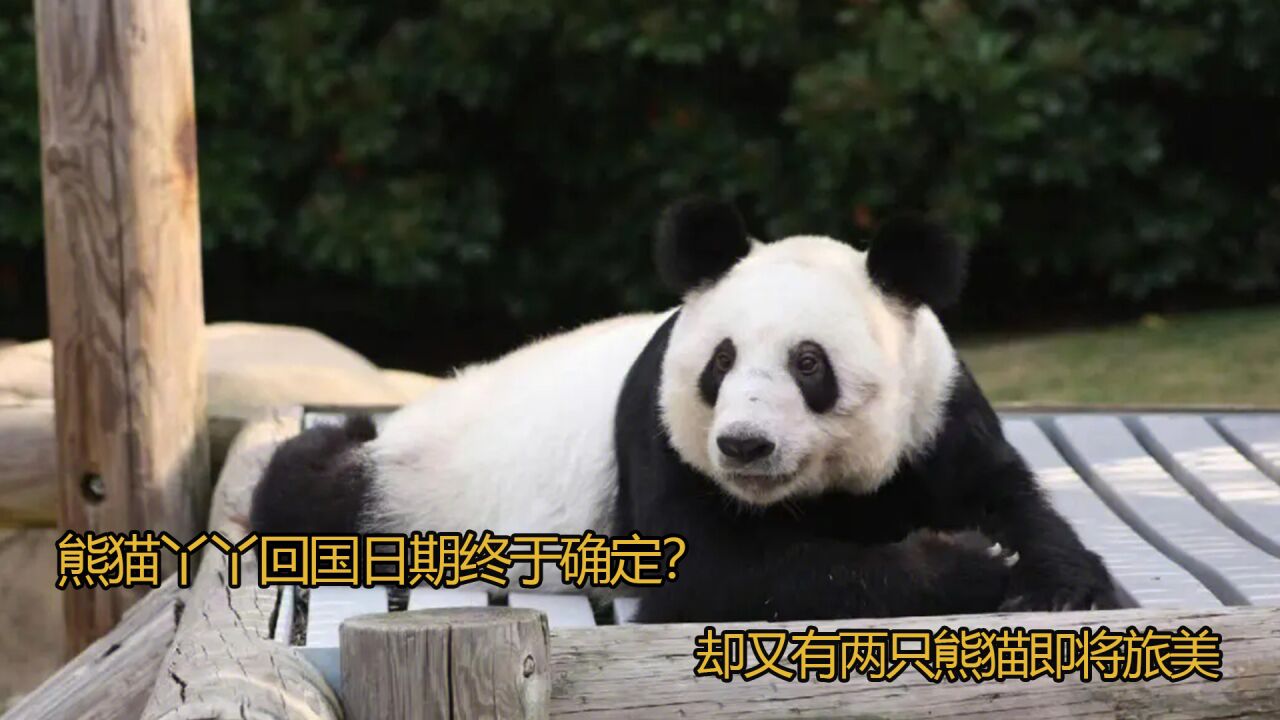 熊猫丫丫回国日期终于确定?却又有两只熊猫即将旅美_高清1080P在线观看平台_腾讯视频