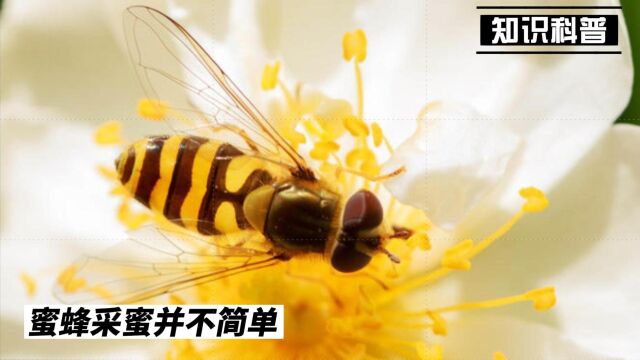 花蜜转化成蜂蜜并不简单