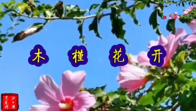 木槿花开