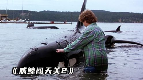 男孩发现一只搁浅的虎鲸，和它一起互相救赎