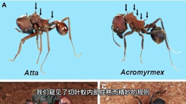 《蚂蚁的社会》行为构成的文明