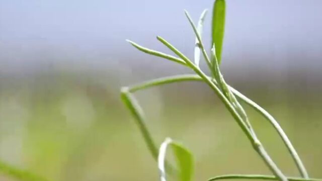 在内蒙古自治区有一种被视为最重要的防风沙植物沙漠姑娘