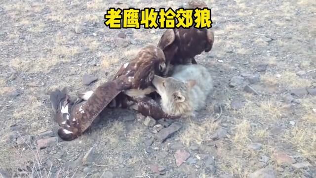 空中猛禽老鹰收拾郊狼#动物世界 #难得一见的画面 #开眼界了 #老鹰