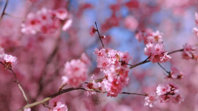 来花山这里!你们想要的花海已安排