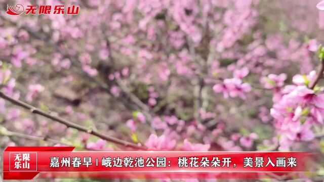 嘉州春早丨峨边乾池公园:桃花朵朵开,美景入画来