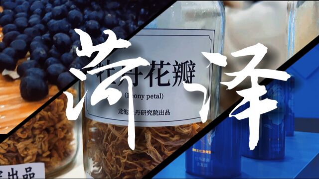 走黄河文化体验廊道主题采访|从一朵花到一串产业!一条视频解锁菏泽牡丹“美丽经济”的密码