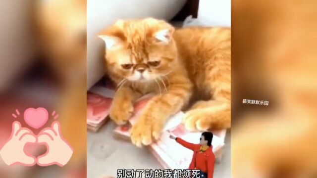 搞笑经典视频合集:精选10段宠物逗你爆笑片段,看完笑到肚子疼