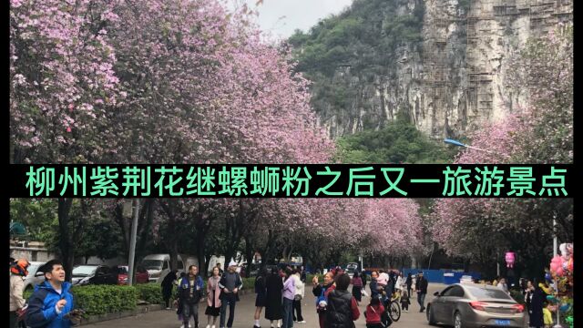 广西柳州,紫荆花继螺蛳粉之后又一旅游景点