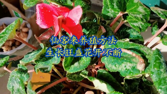 仙客来养殖方法,花开不断