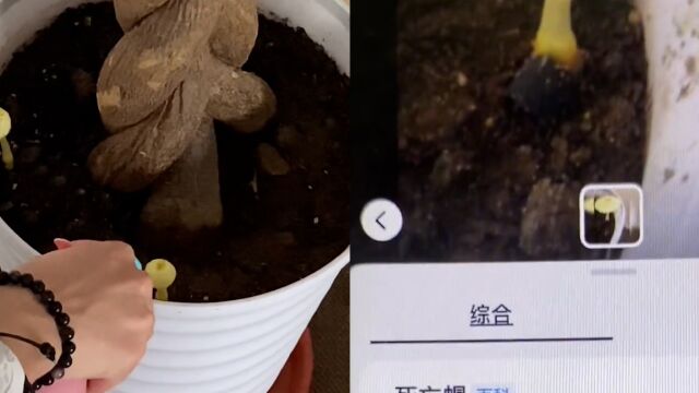 男子发现家中花盆长出蘑菇,精心呵护长大后,识图一看吓一跳!