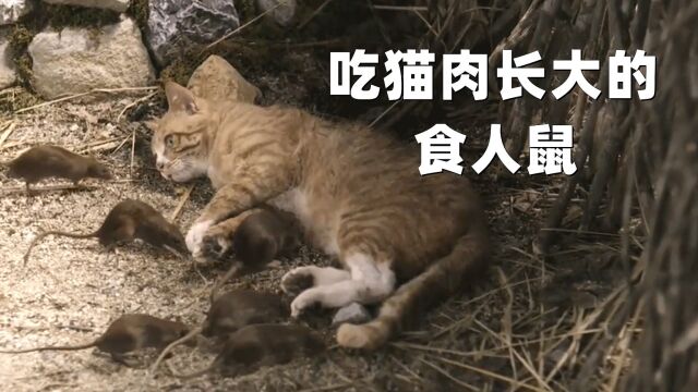 吃猫肉长大的食人鼠 #恐怖