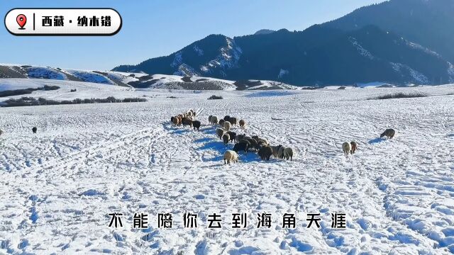 治愈音乐:你们要的格桑花它来了