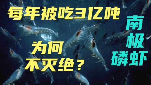 世界最庞大生物群体-南极磷虾 每年被吃掉3亿吨 为何不会灭绝呢？