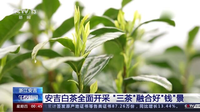 浙江安吉:安吉白茶全面开采,“三茶”融合好“钱”景