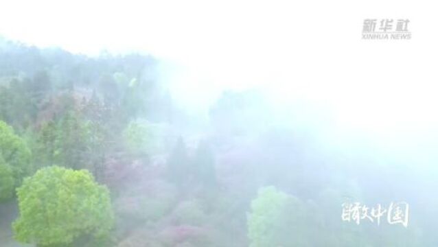 瞰中国|福建德化:春来唐寨 雨赏杜鹃