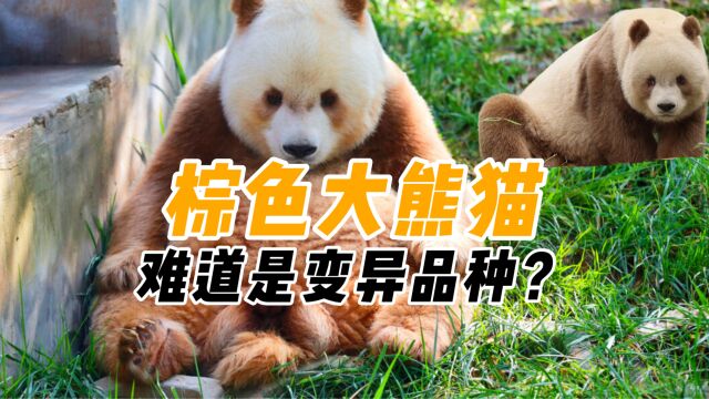 出生就被遗弃,14岁的棕色大熊猫七仔,为何至今没后代?