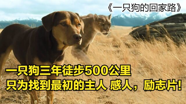 一只狗三年徒步500公里,只为找到最初的主人感人励志片!