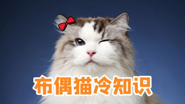 布偶猫冷知识,你知道几个