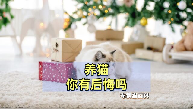 养布偶猫后,才知道的4个缺点,你有后悔吗?