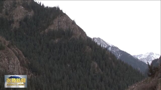 【视频】肃南县摄影爱好者拍摄到藏雪鸡活动影像