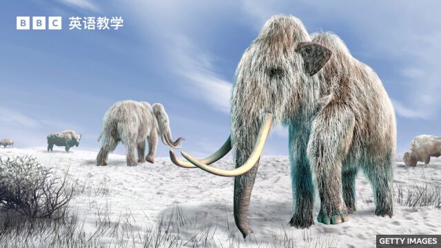 BBC媒体英语:猛犸象 mammoth 肉丸会是未来的肉类替代品吗?