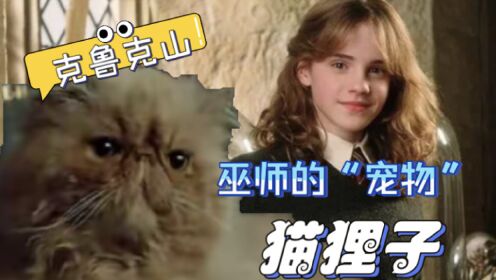 【哈利波特】保护神奇动物课——巫师的“宠物”猫狸子