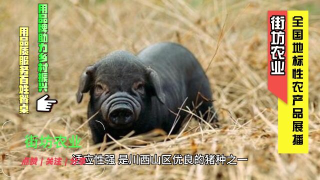 猪肉之王四川螺髻山黑猪是地标性农产品