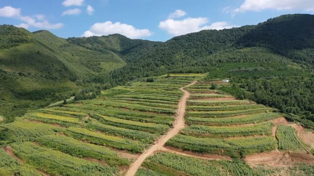 东屯乡栽山桐子