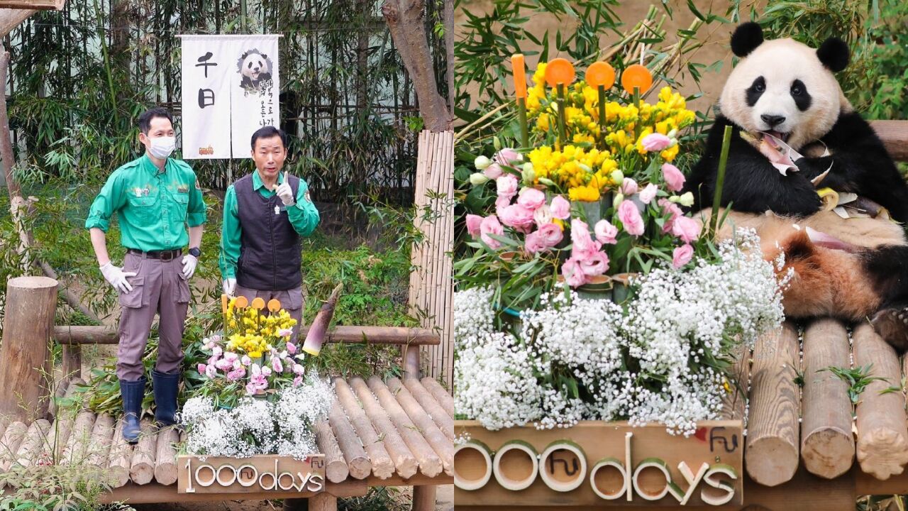 旅韩大熊猫福宝出生1000天!饲养员爷爷准备竹子蛋糕,暖心送祝福_腾讯视频