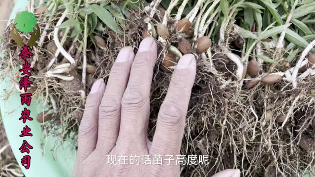 2023年春季毛桃芽苗报价 看看我家毛桃芽苗质量 棒棒的