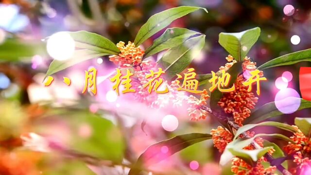 八月桂花遍地开 歌曲唯美桂花歌颂红军舞台演出大屏幕高清LED背景视频素材