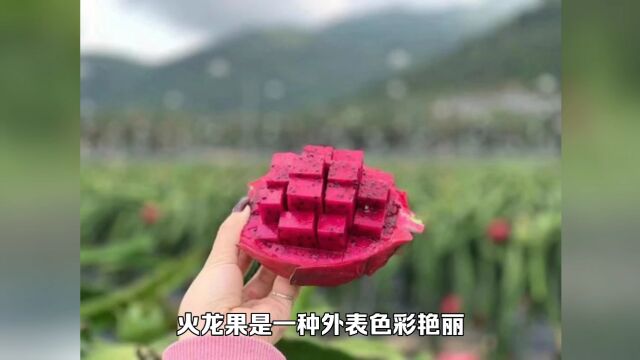 火龙果的心机:让你无意中帮它传播种子