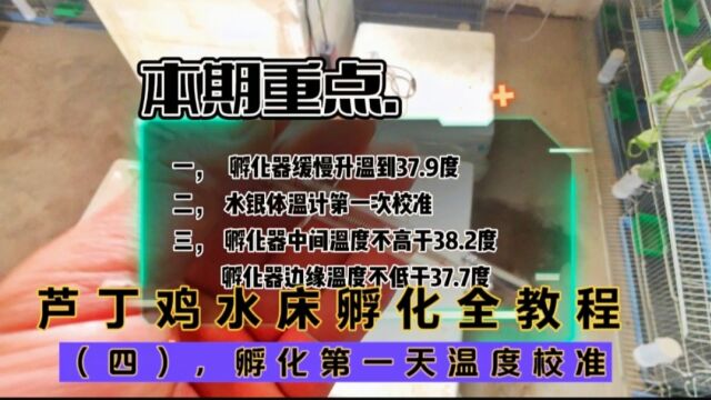 芦丁鸡水床孵化全教程(四),孵化成败关键,种蛋孵化第一天温度的校准