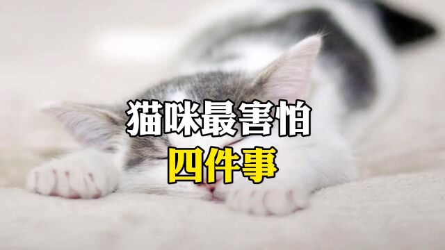 猫咪最害怕的四件事.