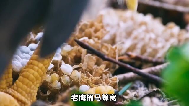 《神奇的蜂鹰》成长之路 #蜂鹰 #雏鸟 #动物科普