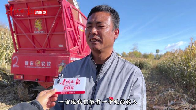 乡间田野好“丰”景 青储玉米收割忙