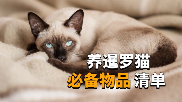 新手养猫需要准备的用品,你都准备好了吗?