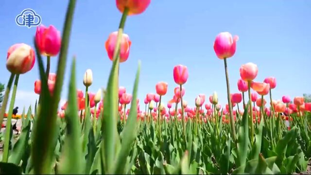 宁河区郁金香节绽放迎客